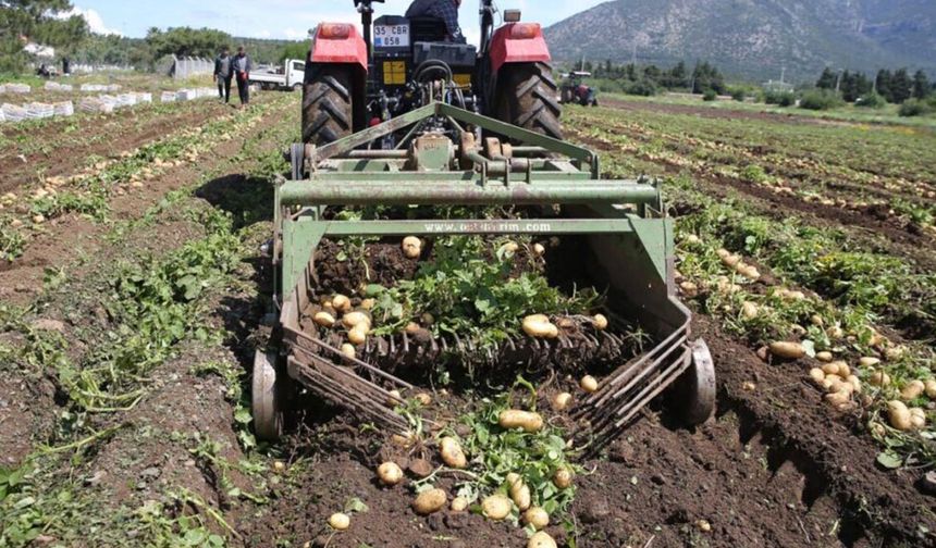 Patateste son hamle: Ağustos’ta yapılan hatalar tüm hasadı yakabilir!