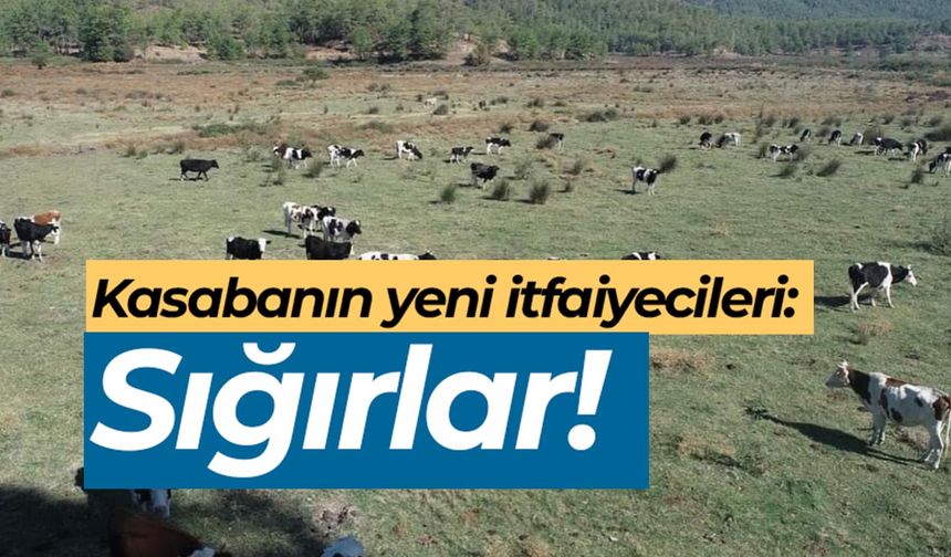 Kasabanın yeni itfaiyecileri: Sığırlar!