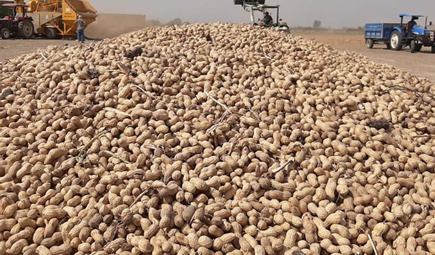 Yer fıstığında hasada giden yol: Ağustos ayı kritik eşiği!