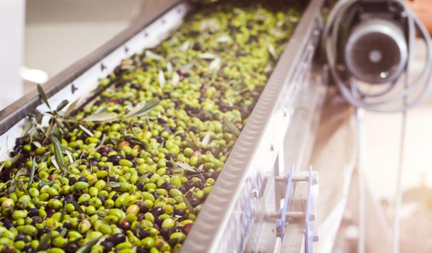 AB zeytinyağı üretimi yüzde 37 arttı: Türkiye için fırsat ve riskler bir arada
