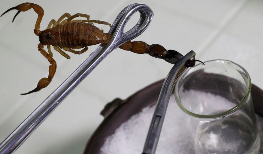 Türkiye akrep zehri üretiminde ihracat lideri olma yolunda