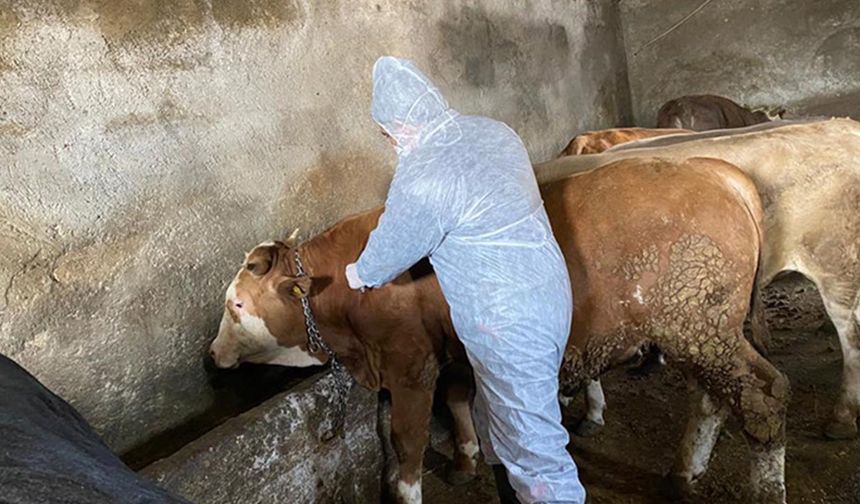 Iğdır'da şap alarmı! Büyükbaş hayvanların yüzde 85 aşılandı denilen ilde karantina üstüne karantina