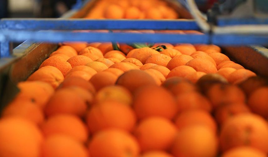 Turuncu kriz kapıda: Portakalda kuraklık ve bolluk fiyatları altüst ediyor