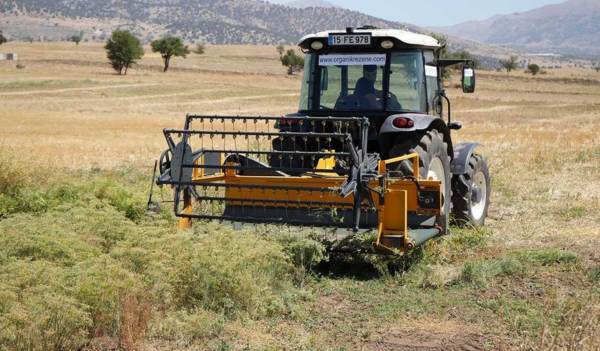 Az su isteyen mucize bitki rezene: Burdur’dan dünyaya açılıyor