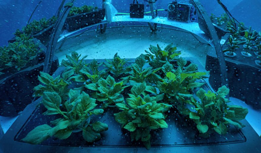 Nemo’nun Bahçesi: Sualtı tarımı ile geleceğin gıda güvenliği hedefleniyor