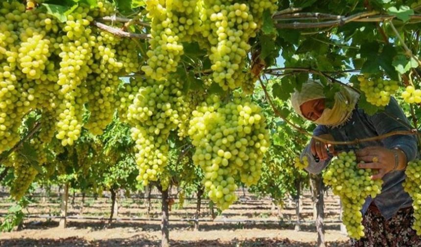 TMO çekirdeksiz kuru üzüm alım fiyatını açıkladı: Kilogramı 120 tl