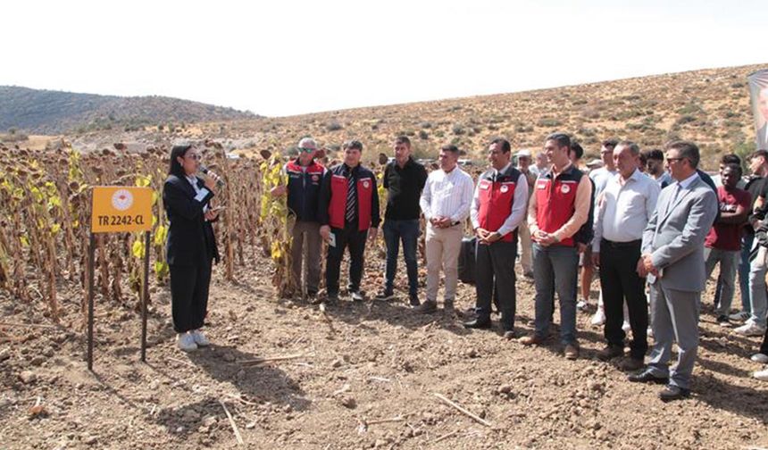 Çiftçi daneyi görünce gözlerine inanamadı tohumda ithale yerli rakip!