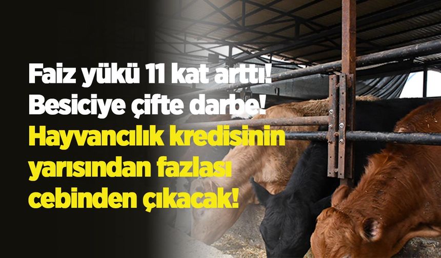 Faiz yükü 11 kat arttı: Besiciye çifte darbe! Hayvancılık kredisinin yarısından fazlası cebinden çıkacak!