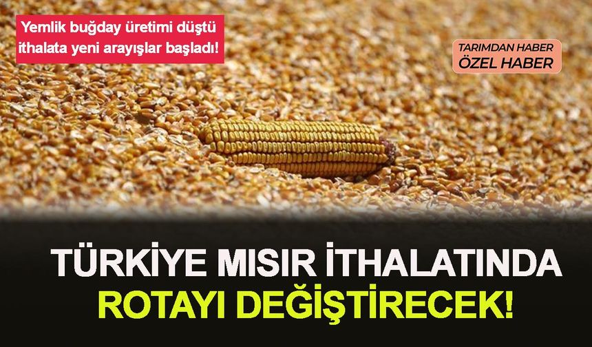 Yemlik buğday üretimi düştü Ukrayna yerine Güney Amerika'dan ucuz mısır ithalatı gündemde!