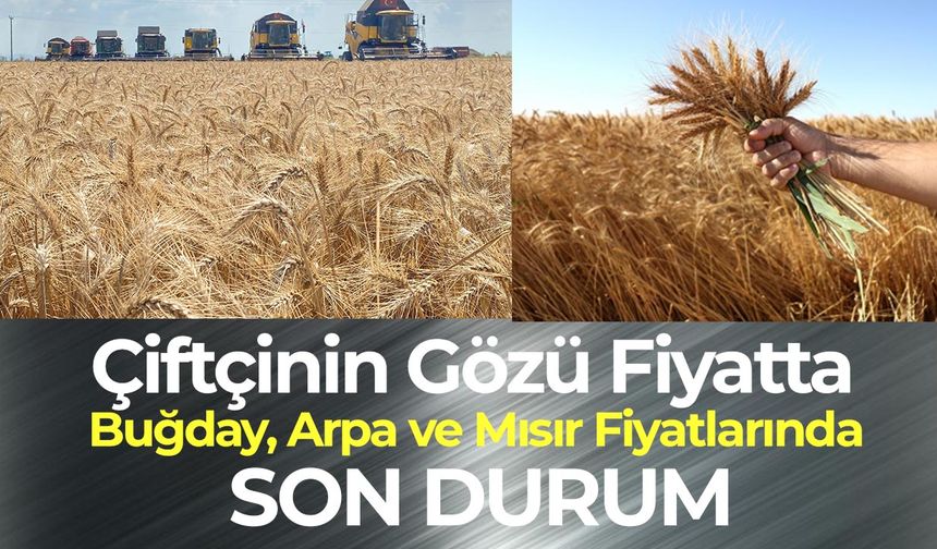 Çiftçinin Gözü Fiyatta: Buğday, Arpa ve Mısır Fiyatlarında Son Durum!
