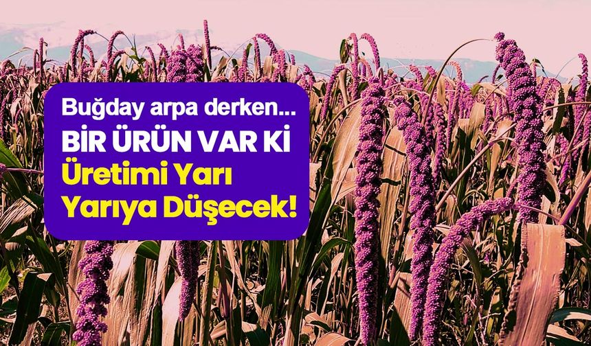 Buğday, arpa derken bir ürün var ki üretimi neredeyse yarı yarıya düştü!