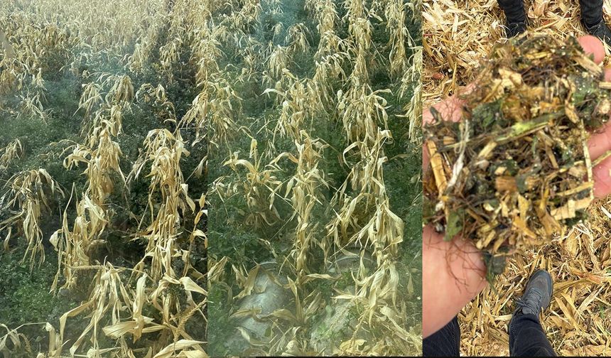 Mısır üreticisinin mağduriyeti ağır oldu: Etkisiz ot ilacı verimi yüzde 60’a kadar düşürdü!