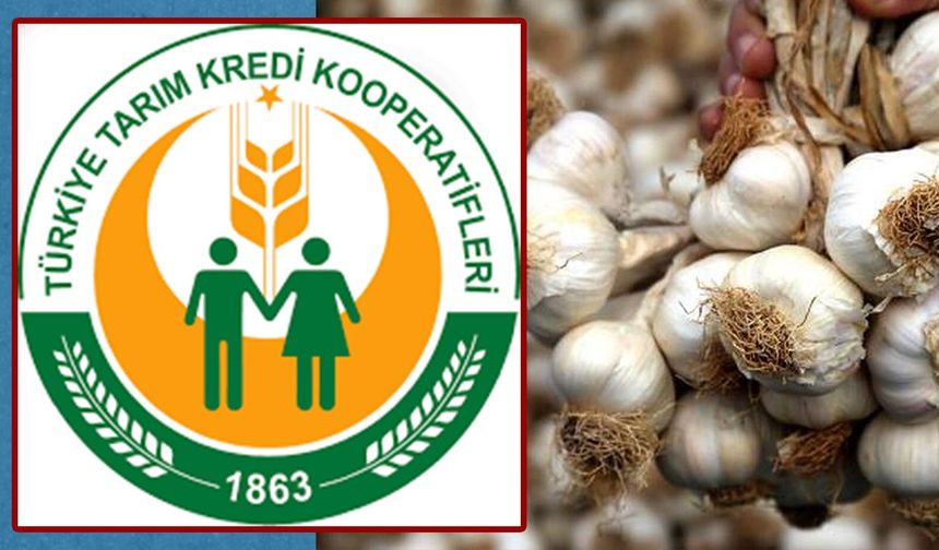 Çiftçinin kurumu ithal sarımsağa aracı oldu: Tarım Kredi’den şaşırtan açıklama