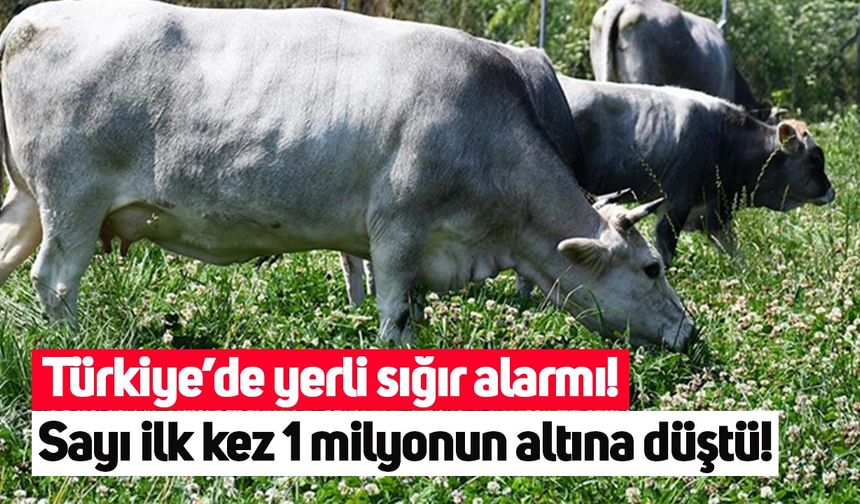 Türkiye’de yerli sığır alarmı: Sayı ilk kez 1 milyonun altına düştü!