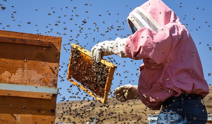 Destek fırsatı uzatıldı: Bakanlık duyurdu arılı kovan desteğinde son başvuru tarihi 14 Kasım!