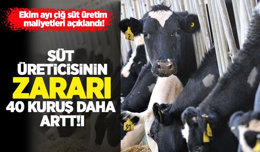 Ekim’de çiğ süt üretim maliyeti yükseldi: Üreticinin zararı 40 kuruş daha arttı!