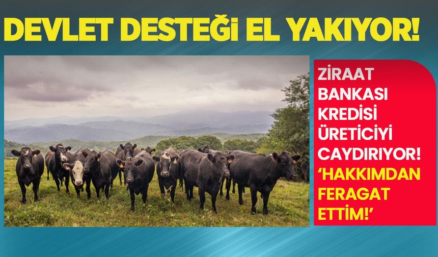 Devlet desteği el yakıyor! Ziraat Bankası kredisi üreticiyi caydırıyor: 'Hakkımdan feragat ettim!'