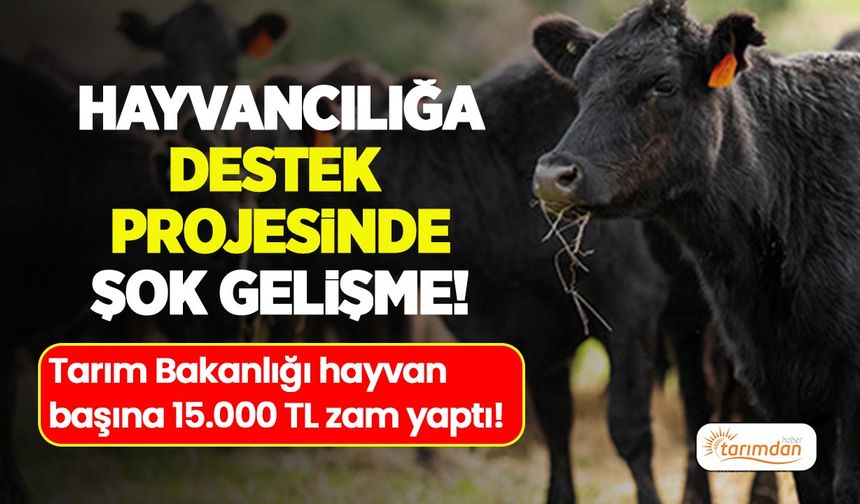 Hayvancılıkta şok zam! TİGEM'den gebe düve fiyatlarına büyük artış!