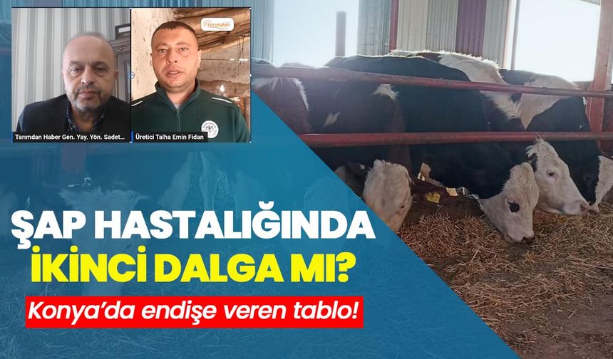 Konya’dan endişe veren tablo: Şap hastalığı ikinci dalga mı?