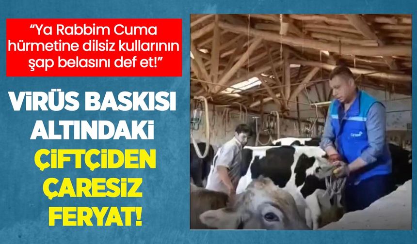 “Cuma hürmetine dilsiz kullarının şap belasını def et!” Konya’da virüs baskısı altındaki çiftçiden çaresiz feryat