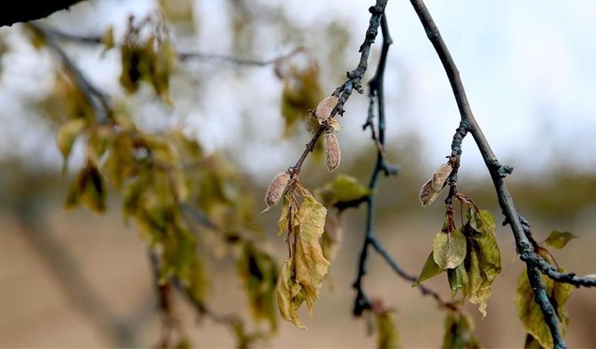 Zirai don desteklerinde ödemeler sürüyor: İki büyük tarım ilinde çiftçiye 1,7 milyar destek ödemesi yapıldı!