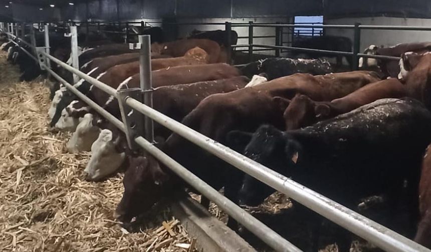 Kırsalda Bereket Projesi’nde yeni adım: Etçi damızlık düve teslimleri hızlanıyor