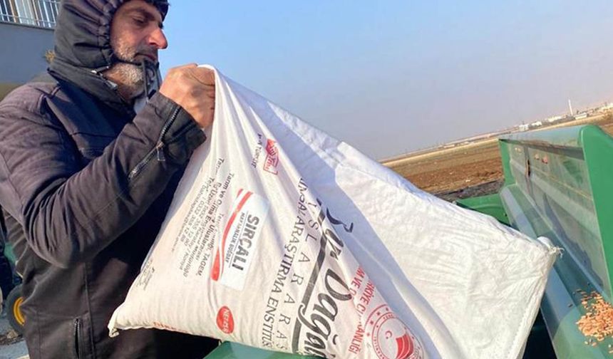 Yerli ve milli buğday tohumları mardin’de üreticiyle buluştu