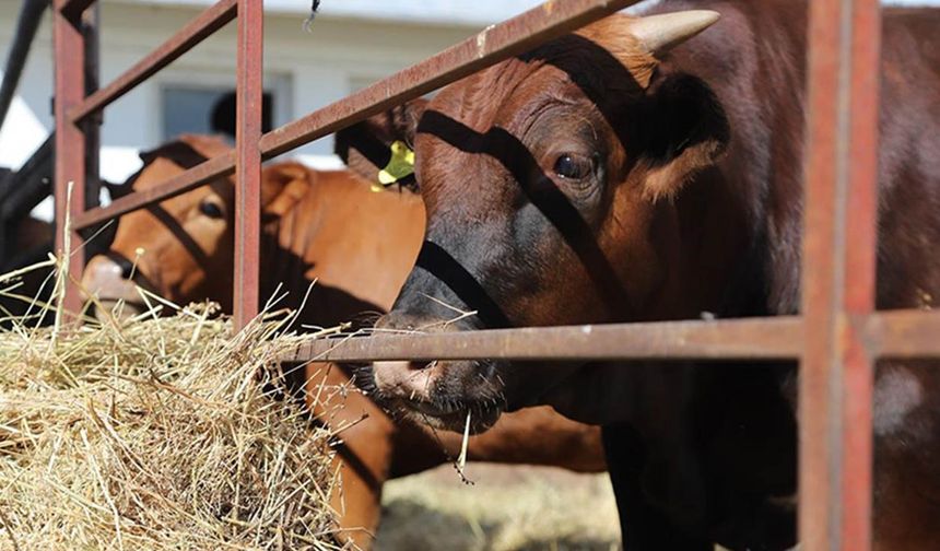 ABD’de sığır azalıyor, Türkiye daha pahalı et ithal edecek