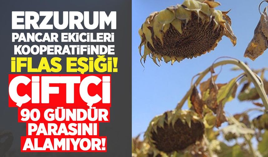Erzurum Pancar Ekicileri Kooperatifi’nde ayçiçeği krizi büyüyor: Çiftçiye 200 milyon lira ödenemiyor