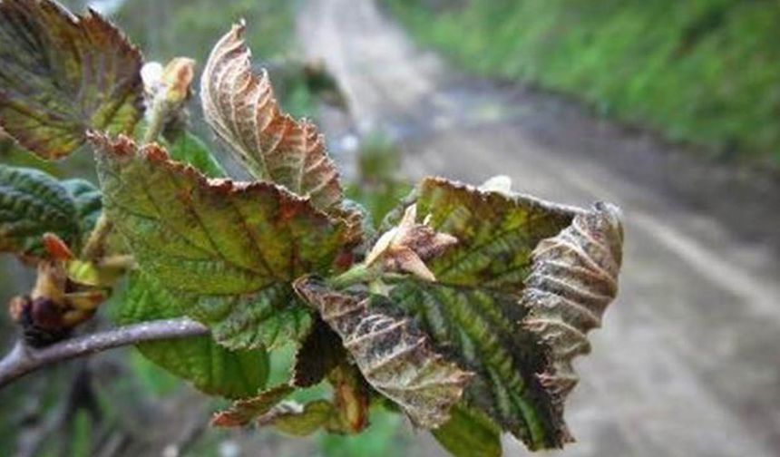 Samsun çiftçisi don zararıyla yalnız kaldı: Bakanlık ‘otomatik hesap’ dedi, mağduriyet sürüyor