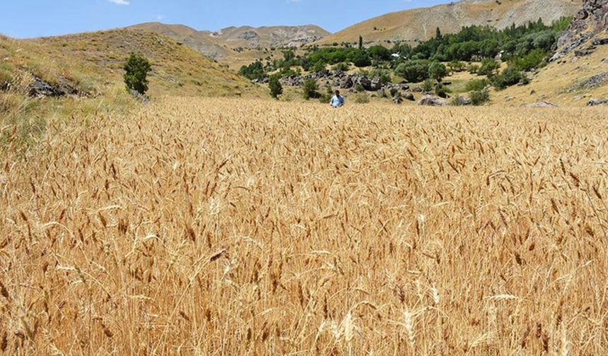 Hakkari’de tarım alanları daralıyor, üretimde dalgalanma sürüyor