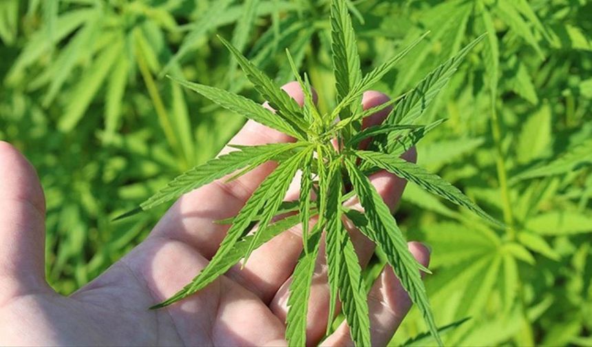 Kenevirden elde edilen ürünler için yeni dönem: Ruhsat, satış ve THC sınırı netleşti