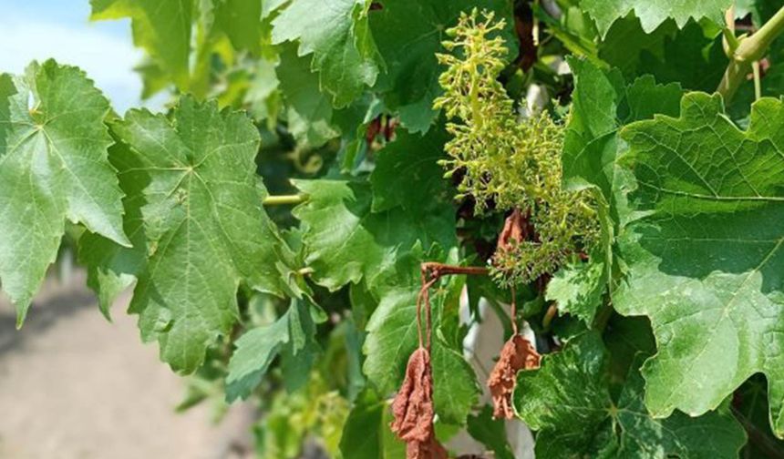 TARSİM’de prim şoku: 600 bin liralık sigorta 2,5 milyona çıktı