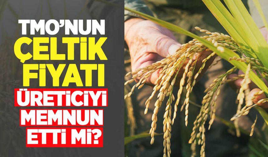 TMO’nun çeltik fiyatı üreticiyi tatmin etti mi?