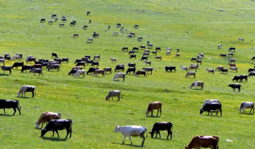 Ardahan havza destekleri 2026: İlçelere göre desteklenen ürünler