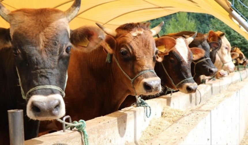 Artvin’de hayvan varlığı alarm veriyor: Sığır ve küçükbaşta düşüş dikkat çekti