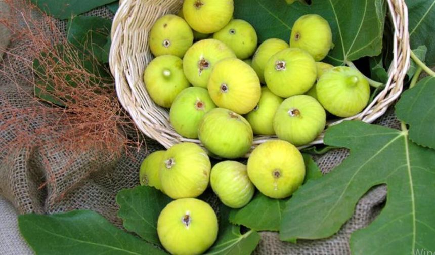 Aydın’da meyve üretimi sıçradı, tarla ve sebzede gerileme dikkat çekti