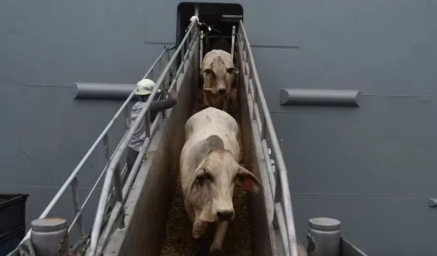 Türkiye’nin sığır ithalatı Brezilya’nın Tocantins eyalatinde bayram havası estirdi