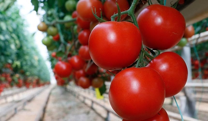 Domates mi ihraç ediyoruz, su mu? Türkiye için sanal su ve katma değerli tarım gerçeği