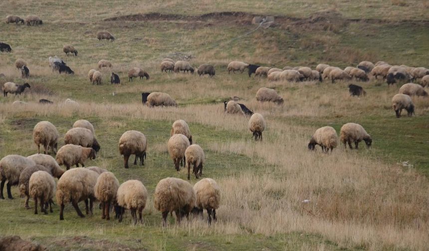 Küçükbaş destek projesinde dikkat çeken dağılım: Üreticiler bunu konuşuyor