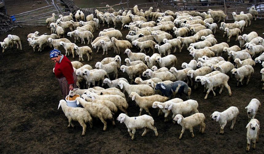 100 başlık sürü desteği geliyor: Tarımda yeni proje ama kritik sorular var