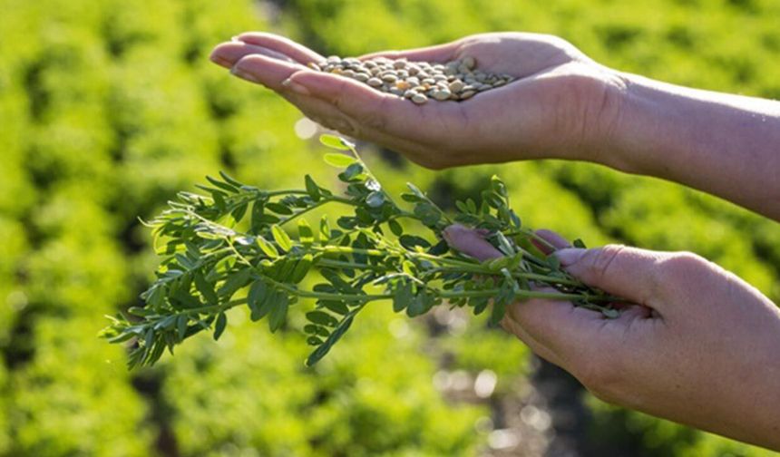Güneydoğu'da mercimek seferberliği: Buğday ve arpadan kaçış var!