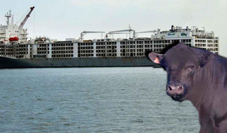 Tarımda ithal hayvan skandalı: Göstermelik gölgelikle milyonluk vurgun!