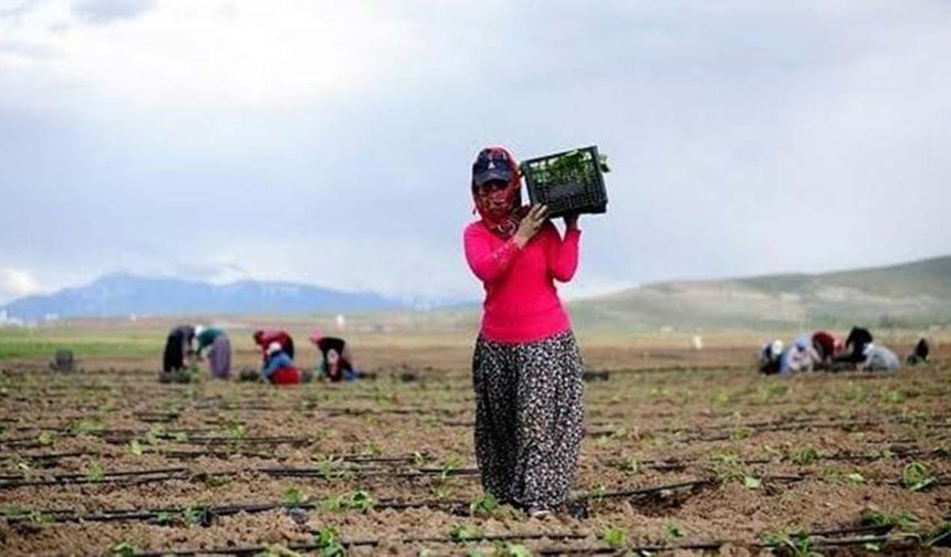 Tarlada kadın ve erkek uçurumu!