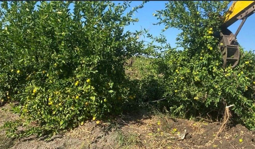 Üreticiye balta, ithalatçıya vergi kıyağı: Limonda çarpık düzen!
