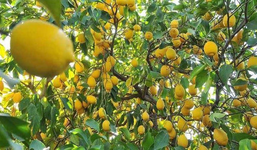 Limonda ithalat kapısı aralandı: Gümrük vergisi yüzde 54'ten yüzde 10'a düşürüldü