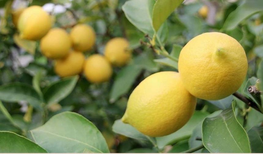 Bakanlığın ‘Yeterlilik’ Raporu Çöp Oldu: Limon Üreticisine İthalat Darbesi!