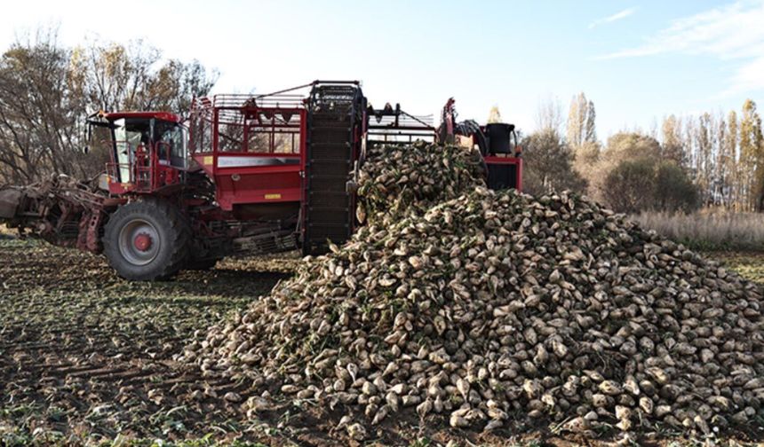 Yönetmelik mi, yeni Kanun mu? Şeker fabrikalarına 'kaçak pancar' cezasında 272 milyon liralık fark!