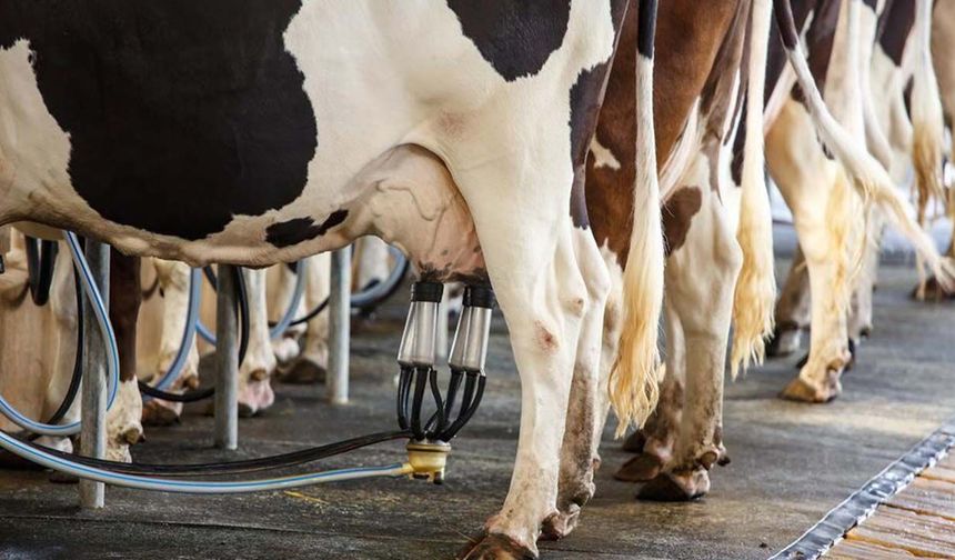 Süt üretiminde maliyet şoku: 1 litre sütün maliyeti 27 lirayı aştı!
