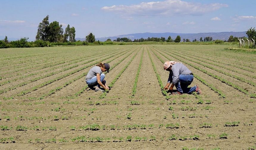 Adana'da 1000 TL, Urfa'da 3.600 TL! Çiftçiler bu fiyatlarla nasıl rekabet edecek?